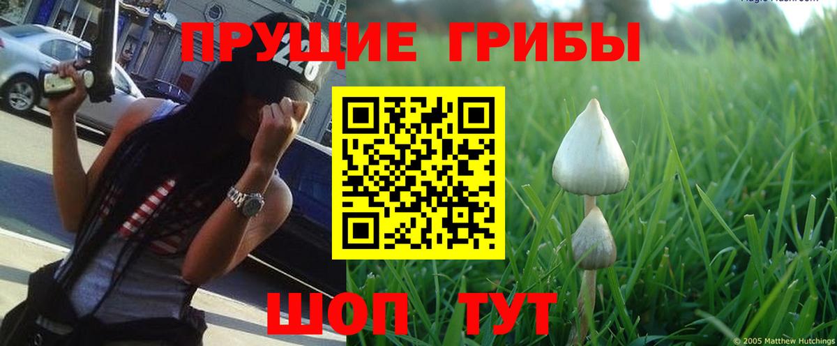 Галлюциногенные грибы Cubensis Камышлов